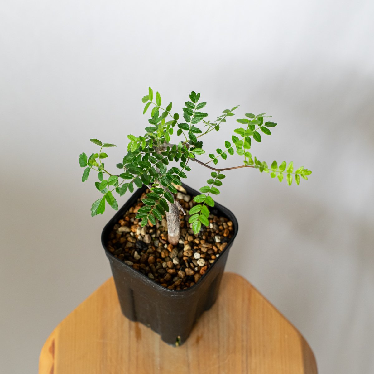 コミフォラ モンストローサ 実生 Commiphora monstruosa 灌木