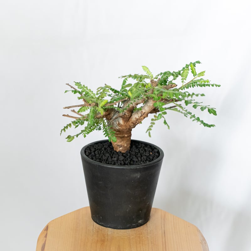 ボスウェリア ネグレクタ Boswellia neglecta 多肉植物 珍奇植物 静岡