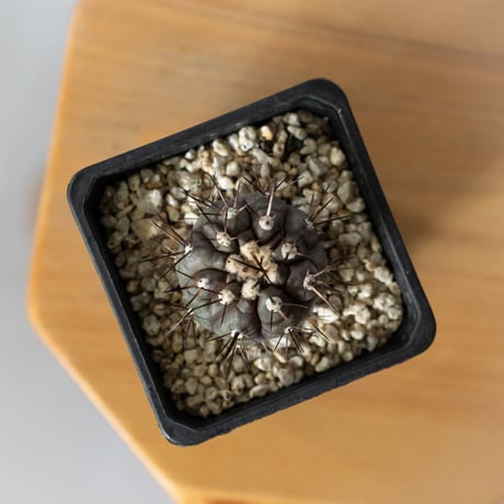 コピアポア 黒王丸 Copiapoa cinerea サボテン 多肉植物 珍奇植物 静岡 ANTIDOTE 通販 S1471
