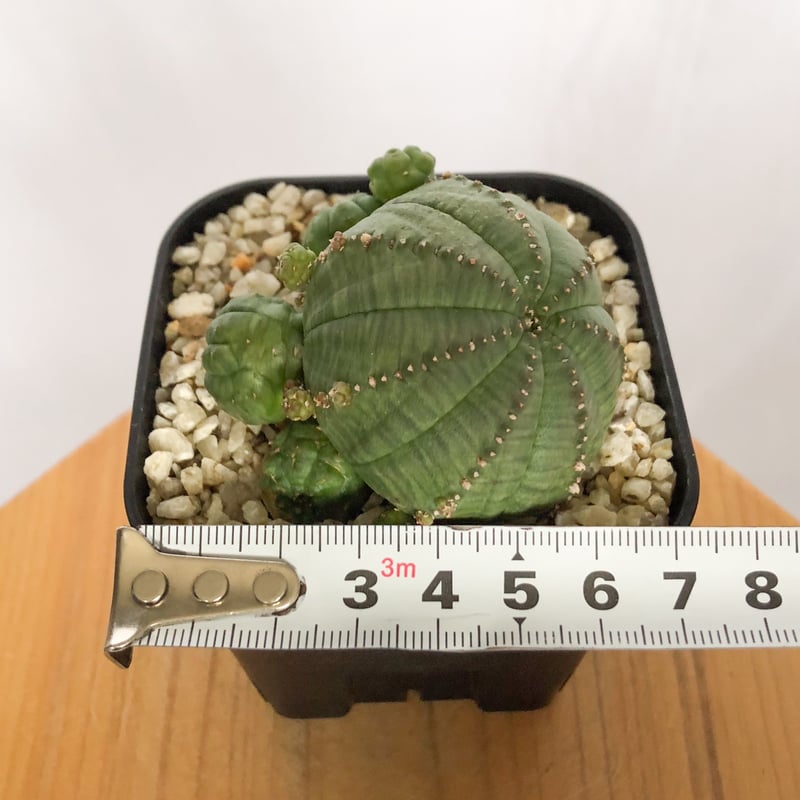ユーフォルビア 仔吹きシンメトリカ Euphorbia symmetrica オベサ 多肉