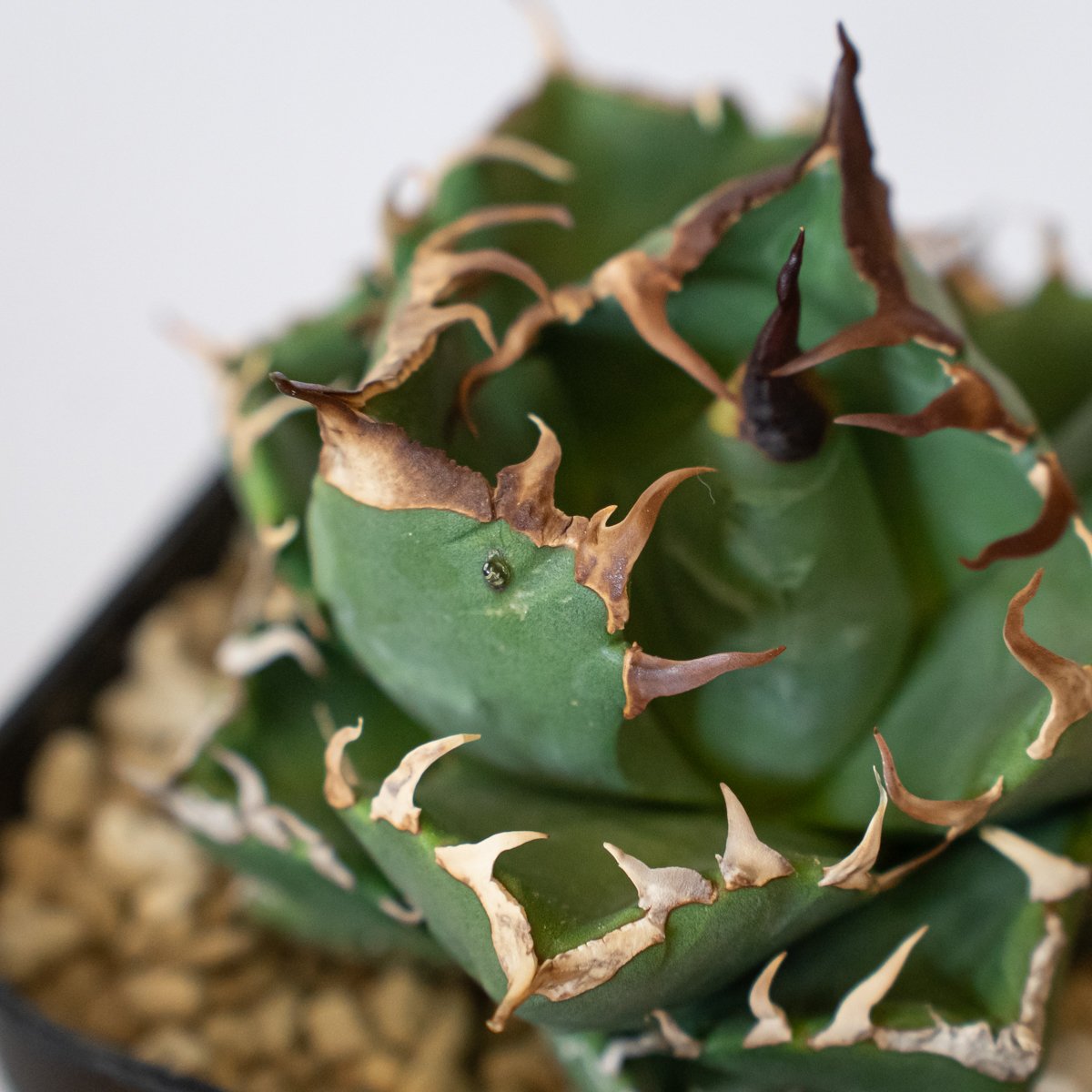 【強刺美株】アガベ　チタノタ　ボール株　発根済み株 アガベ チタノタ 魔丸 美株 OC株【発根管理中】agave titanota imps