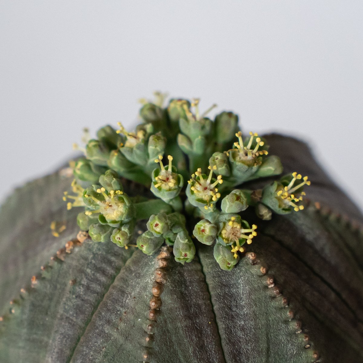 ユーフォルビア オベサ 鉢セット オス株 雄株 美株 Euphorbia obesa