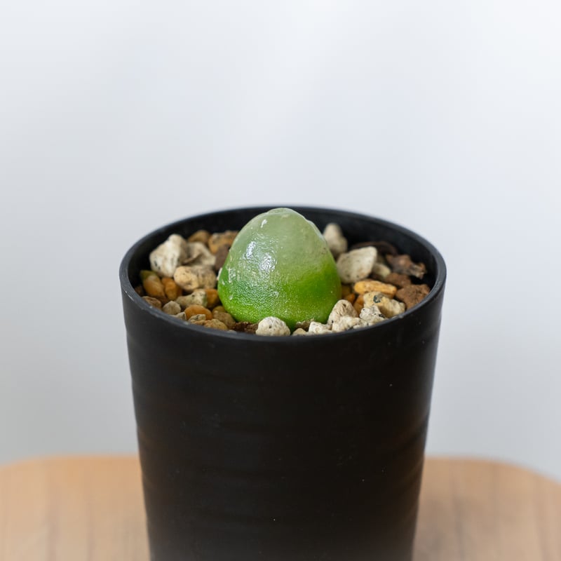 コノフィツム ブルゲリ Conophytum burgeri 多肉植物 珍奇植物 静岡 ANT