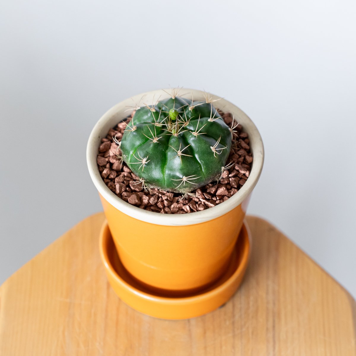 ギムノカリキウム 翠晃冠 鉢セット Gymnocalycium anisitsii サボテン