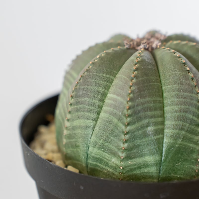 ユーフォルビア オベサ【メス】現品 ポットごと発送 POP様売約 ユーフォルビア オベサ【メス】現品 ポットごと発送 POP様