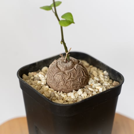 亀甲竜C 亀甲竜C アフリカ亀甲竜 | GN PLANT