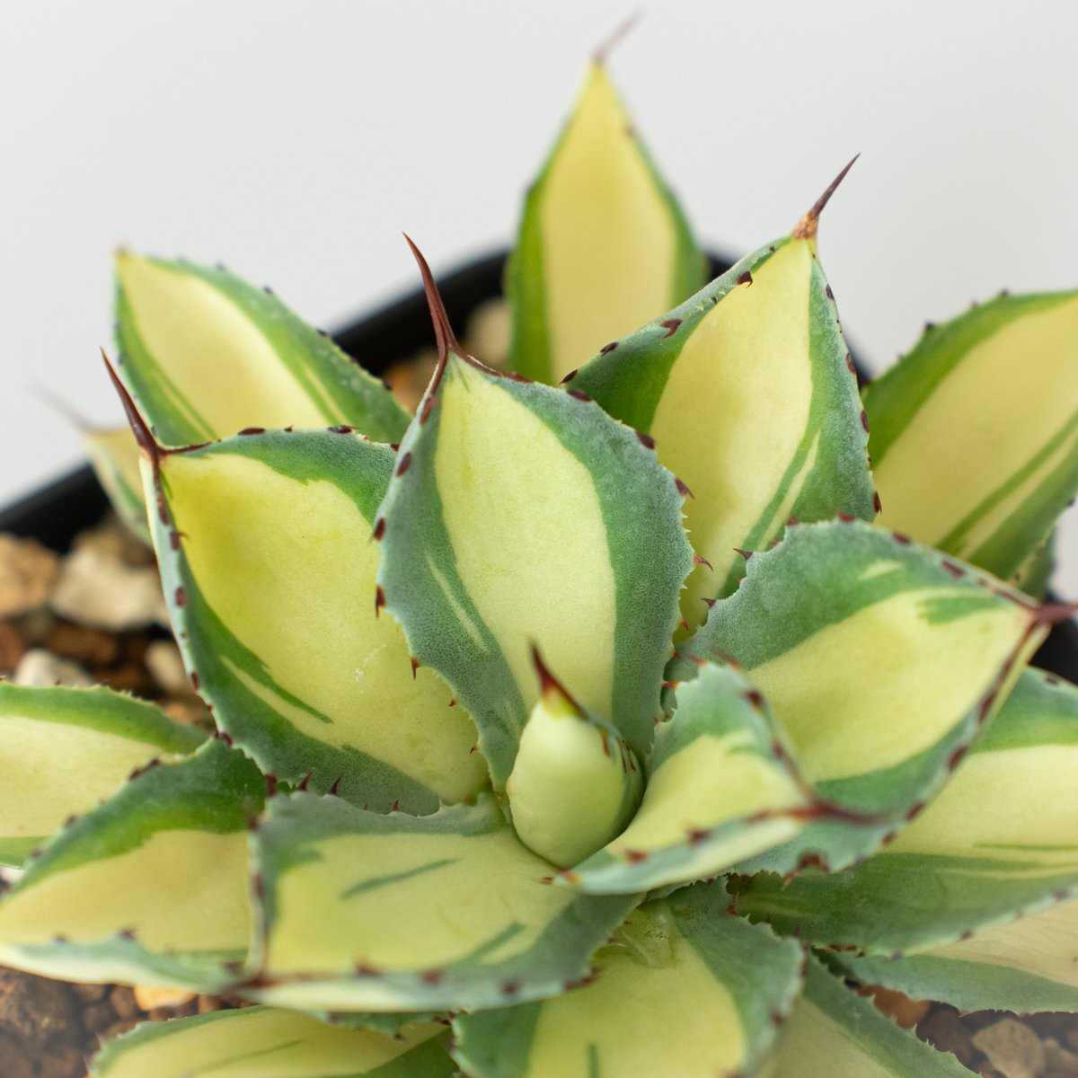 アガベ チタノタ 吉祥冠錦 OC株【発根管理中】斑入り Agave potatorum アガベ チタノタ 吉祥冠錦 OC株【発根管理中】斑入り Agave potatorum