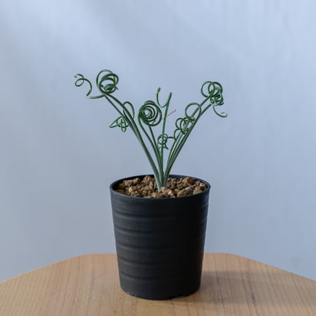 アルブカ ナマクエンシス Albuca Namaquensis 観葉植物 多肉植物 冬型 静岡 ANTIDOTE 通販 S204