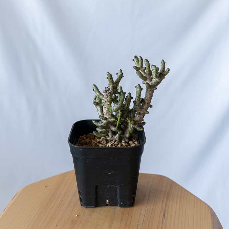 チレコドン ブッコルジアヌス コーデックス 塊根植物 珍奇植物 静岡
