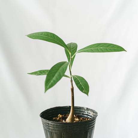 バオバブの木 | STORES