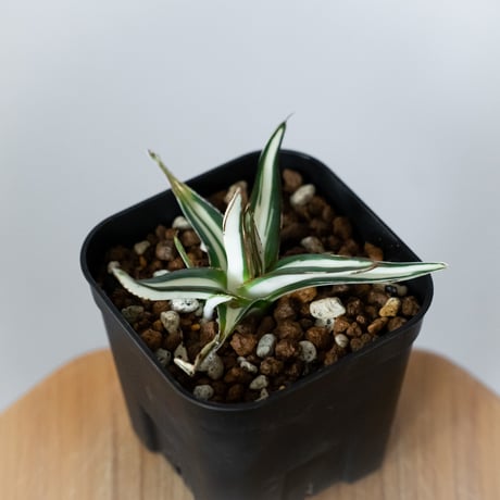 アガベ 氷山 白中斑【発根管理中】TC株 Agave victoriae-reginae Hyouzan 多肉植物 珍奇植物 静岡 ANTIDOTE 通販 S1448