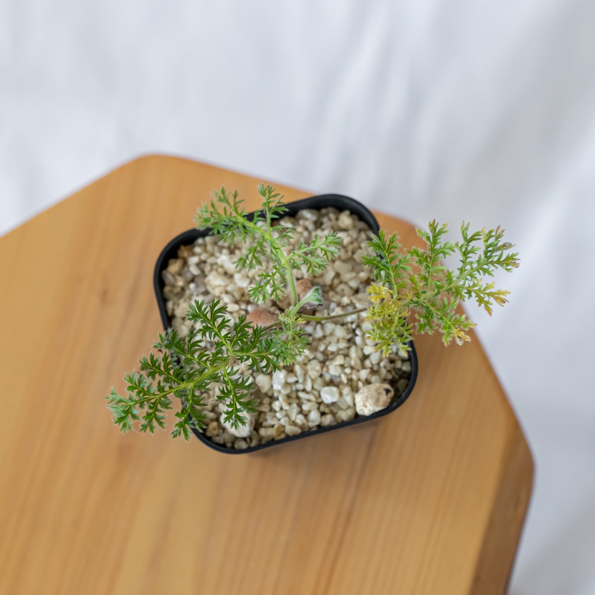 ペラルゴニウム トリステ 実生 Pelargonium triste 多肉植物 珍奇植物