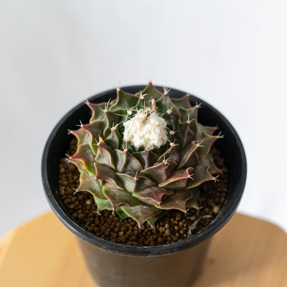 帝冠錦　実生 帝冠錦 実生 希少 帝冠錦 実生 オブレゴニア サボテン 多肉植物 Yahoo