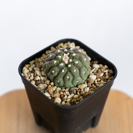 アストロフィツム 亀甲兜 リザードスキン 綴化 実生 Astrophytum Asteria 多肉植物 サボテン 珍奇植物 静岡 ANTIDOTE 通販 S1244