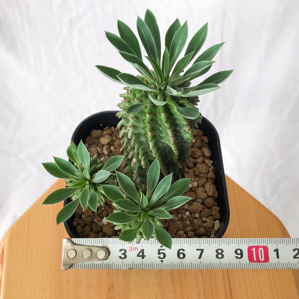 ユーフォルビア アズミノテッコウマル 安曇野鉄甲 実生 Euphorbia