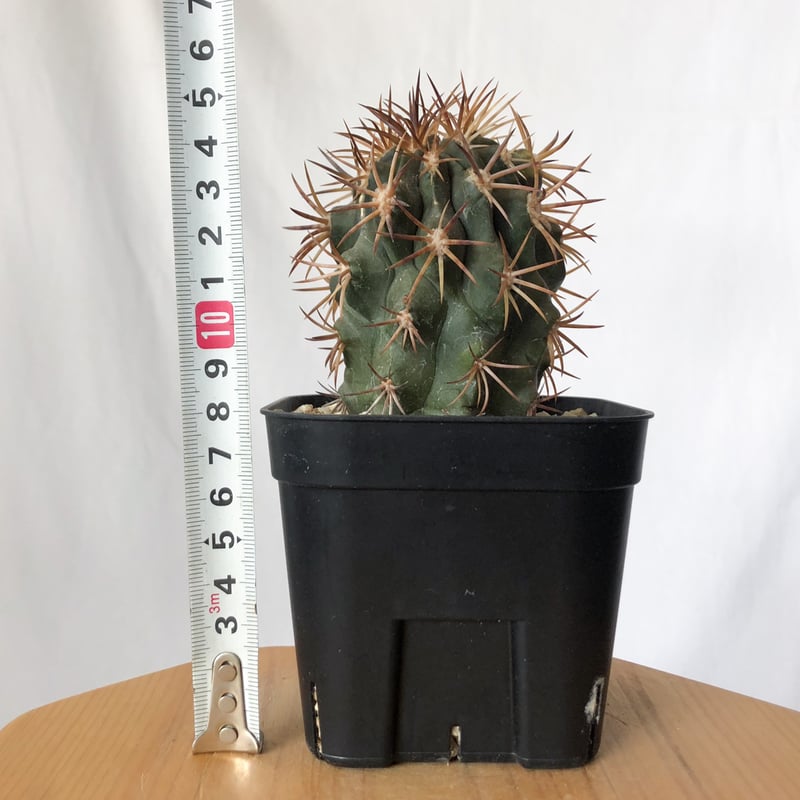 Copiapoa dura コピアポア デュラ 銅鑼丸 サボテン 実生 群生 Copiapoa