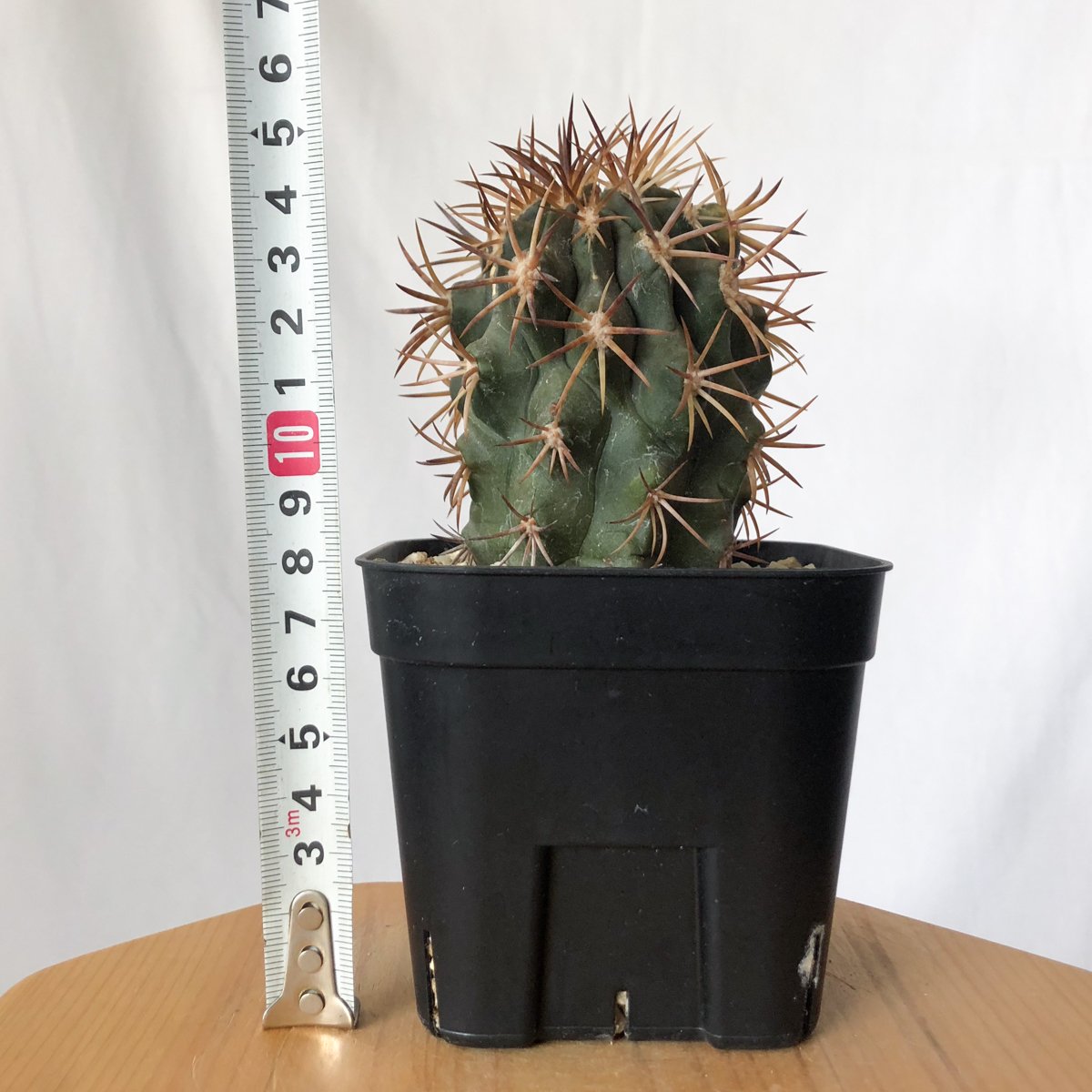 コピアポア デュラ 銅鑼丸 実生 Copiapoa dura サボテン 多肉植物 珍奇
