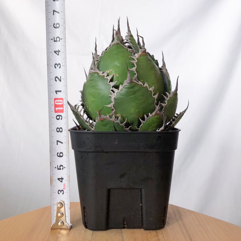 植物アガベ ホリダ 希少な球体タイプ（コレクション整理のため出品） 観葉植物 アガベ「ホリダ」 | 花・花束を贈るフラワーギフト通販の