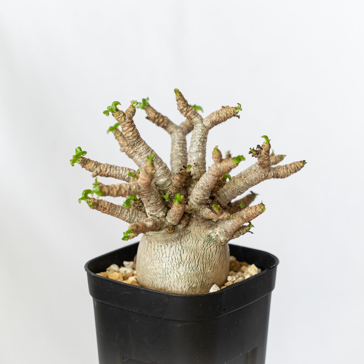 レア種❗️アデニウム 獅子葉 ドーセットホーン コーデックス アラビカム　塊根植物 Amazon.co.jp: アデニウム ドーセットホーン 獅子葉 塊根植物