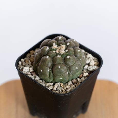 国内実生苗　アストロフィツム　悟空兜　亀甲兜/スーパー兜/ランポー玉/般若/兜丸 astrophytum | STORES