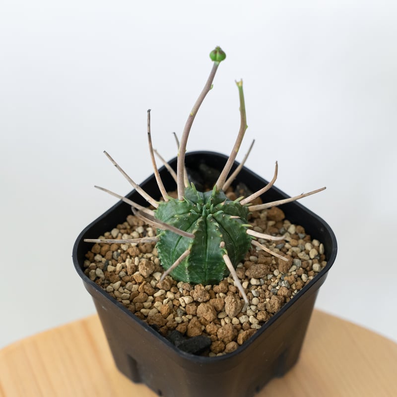 ユーフォルビア スーパーバリダ 美株 雌株 メス株 実生 Euphorbia