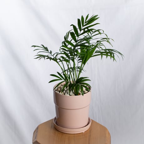 テーブルヤシ 鉢セット Parlor palm 観葉植物 多肉植物 インテリアグリーン 静岡 ANTIDOTE 通販 S1303