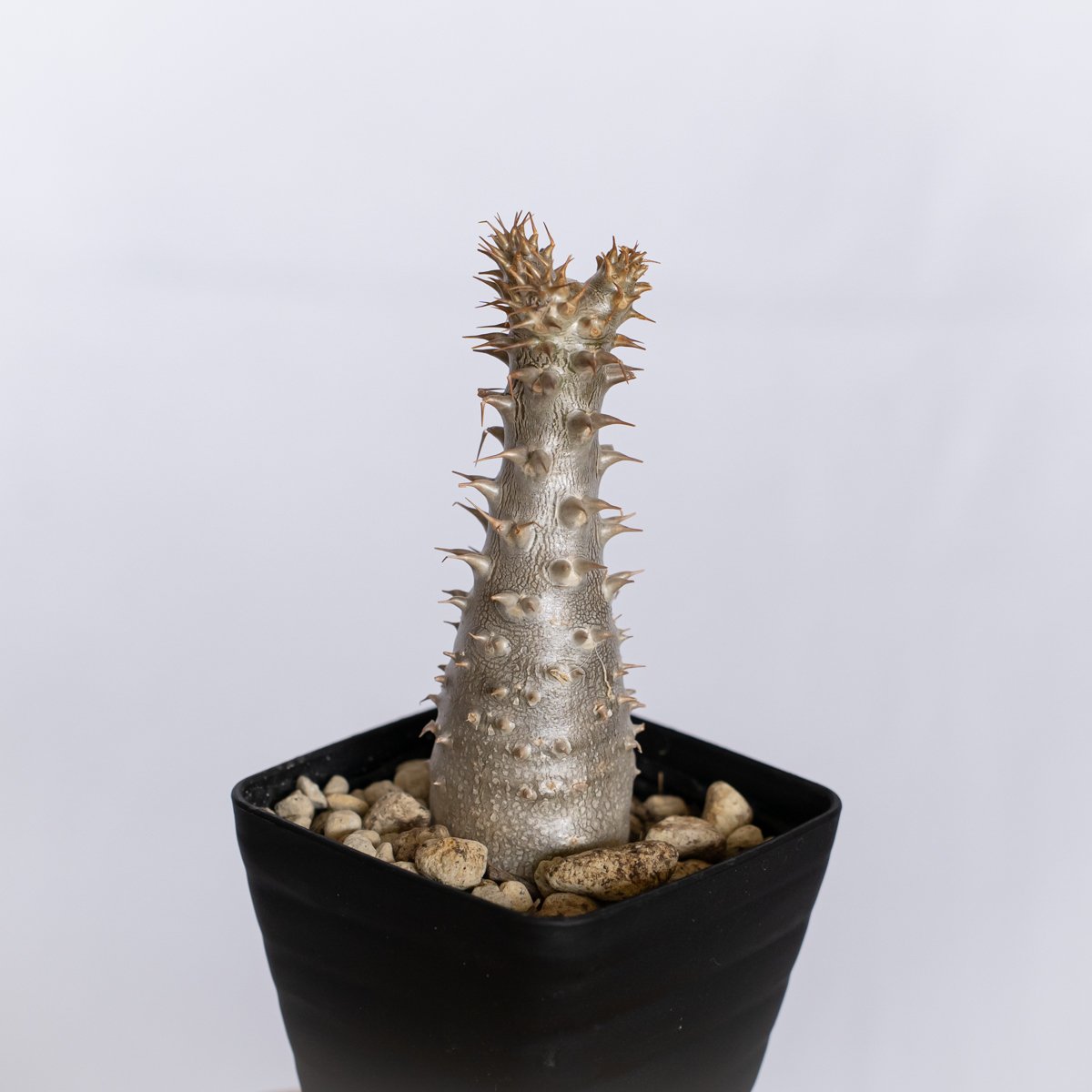 パキポディウム マカイエンセ 実生 pachypodhium makayense 魔界玉 塊根