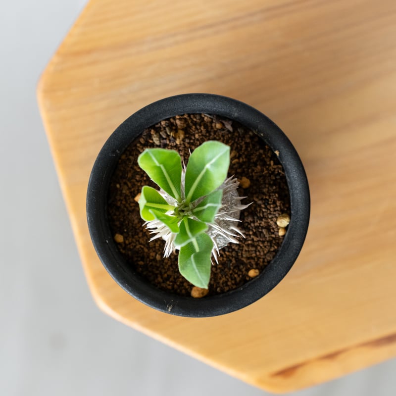 パキポディウム 恵比寿大黒 実生 Pachypodium Densicaule 塊根植物 コー