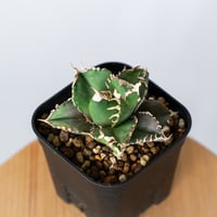 アガベ チタノタ 金剛 OC株【発根管理中】Agave titanota adamantine 多肉植物 珍奇植物 静岡 通販 ANTIDOTE S1320