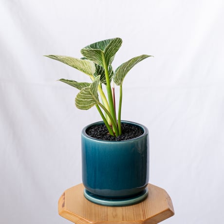 フィロデンドロン バーキン 鉢セット Philodendron Birkin 観葉植物 多肉植物 インテリアグリーン 静岡 ANTIDOTE 通販 S1192