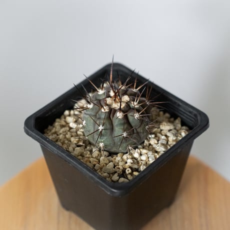 コピアポア 黒王丸 Copiapoa cinerea サボテン 多肉植物 珍奇植物 静岡 ANTIDOTE 通販 S1471