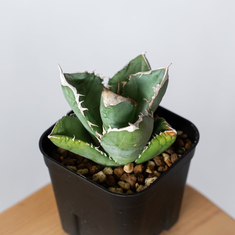 アガベ チタノタ 大白鯊 ホオジロザメ【発根管理中】TC株 Agave