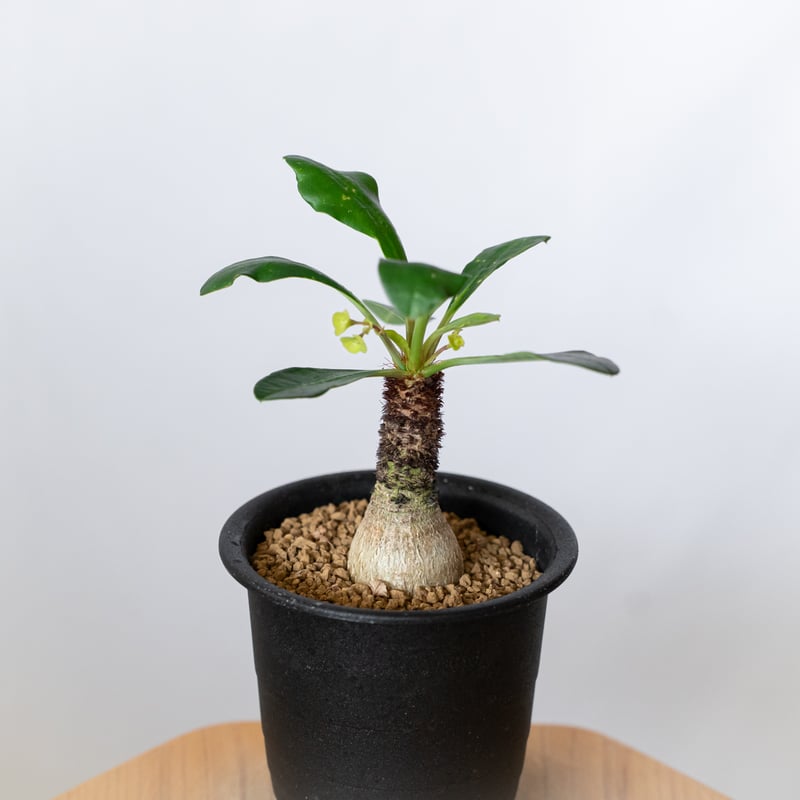 ユーフォルビア ラメナ 実生 Euphorbia ramena 多肉植物 珍奇植物 静岡