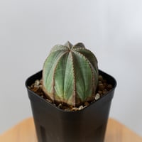 ユーフォルビア オベサ 実生 Euphorbia obesa 多肉植物 珍奇植物 静岡 ANTIDOTE 通販 S1432