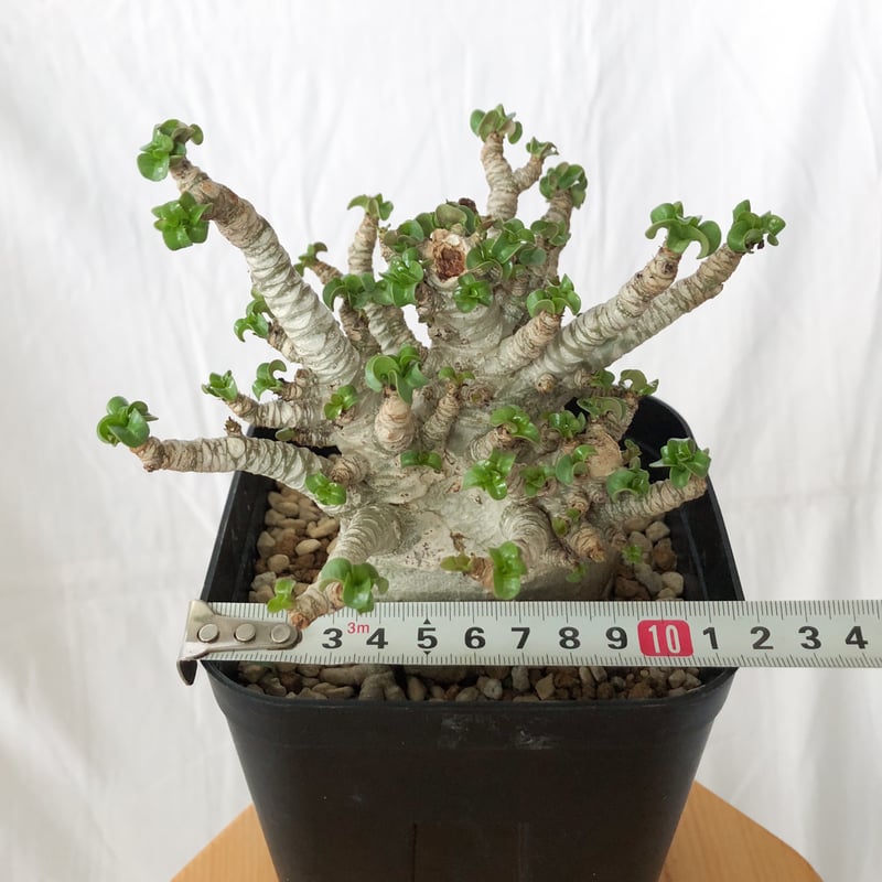 アデニウム アラビカム ドーセットホーン 獅子葉 輸入株 Adenium