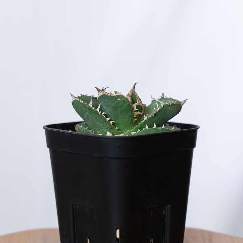 アガベ チタノタ 氷雹【発根管理中】TC株 Agave titanota HYO ブツブツ