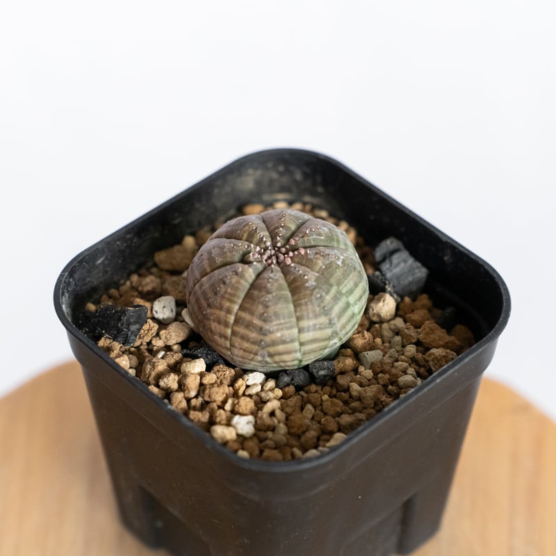 ユーフォルビア オベサ 実生 Euphorbia obesa 多肉植物 珍奇植物 静岡