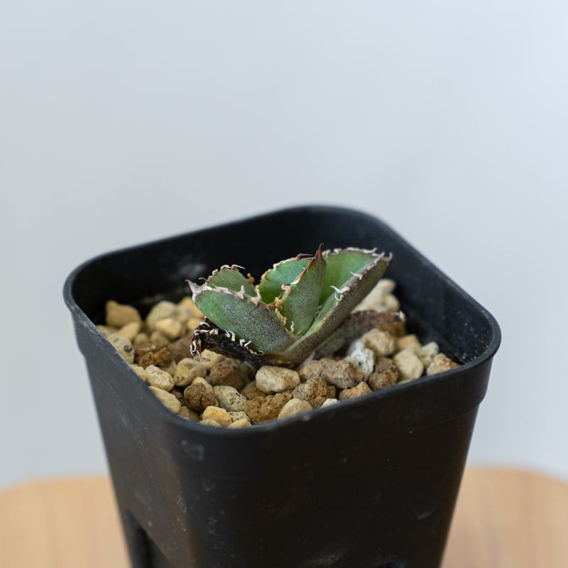 アガベ チタノタ 皇冠 TC【発根管理中】 Agave titanota Crown