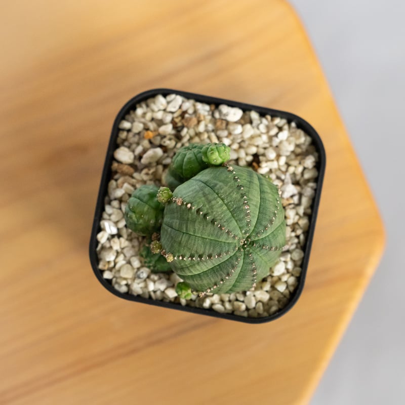 ユーフォルビア 仔吹きシンメトリカ Euphorbia symmetrica オベサ 多肉