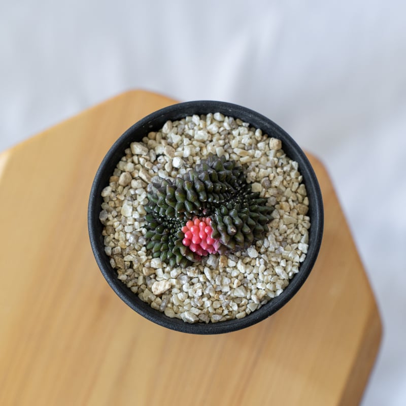 トルチラマ×ギムノカリキオイデス　検/サピニー　ベネニフィカ Euphorbia | RIMO'S GREEN 【Saboten & Succulent】