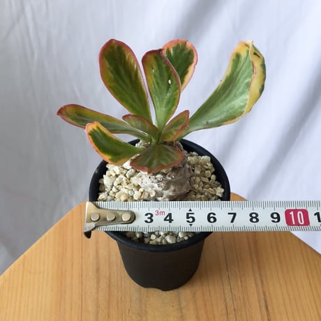 ユーフォルビア ポイゾニー錦  Euphorbia poissonii 多肉植物 珍奇植物 静岡 ANTIDOTE 通販 S558