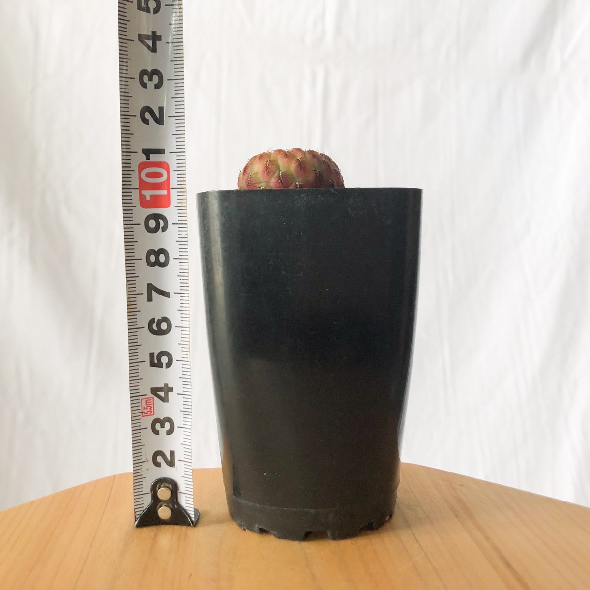 サボテン スルコレブチアsp♪カキコ１つ スルコレブチア ラウシー錦 カキ仔 Sulcorebutia rauschii サボテン