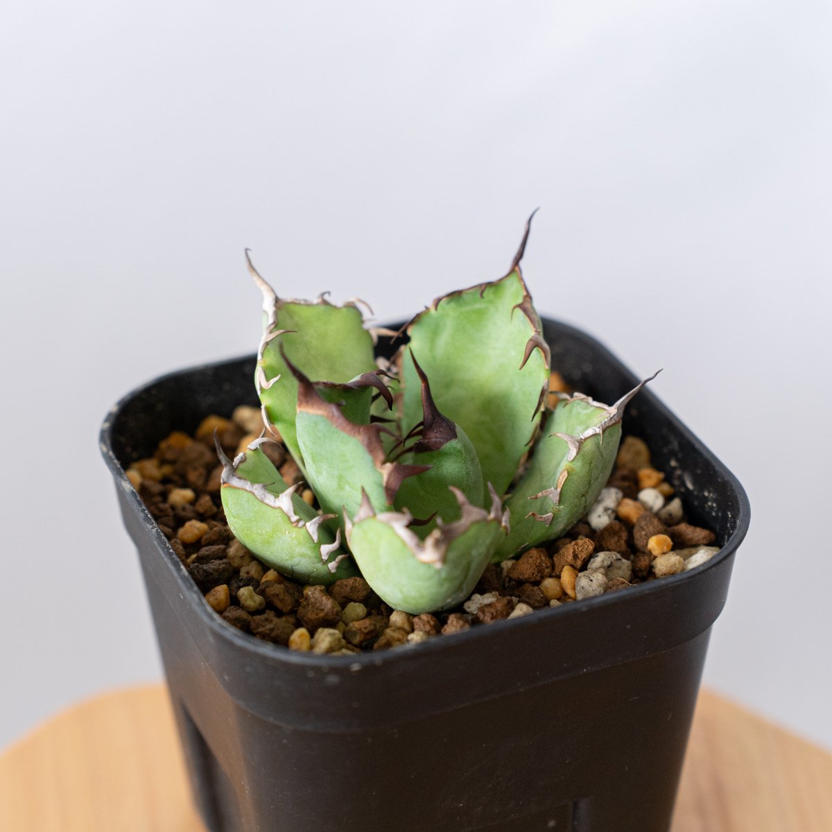 アガベ チタノタ 多肉植物 黒鯨 厳選超極上狂刺 デブ美株