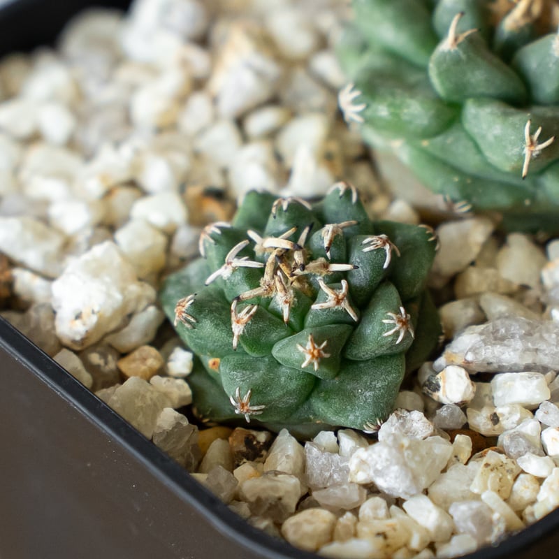 ツルビニカルプス アロンソイ 実生 Turbinicarpus alonsoi サボテン
