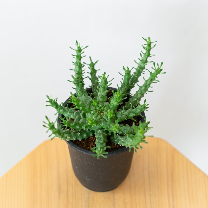ユーフォルビア　ゴルゴニス　発根済み ユーフォルビア ゴルゴニス 金輪際 実生 Euphorbia gorgonis