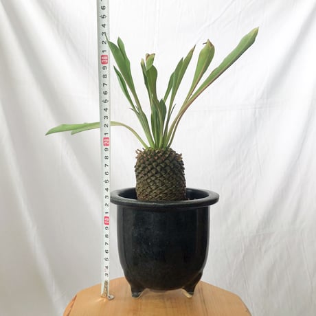 鉄甲丸 ユーフォルビア ブプレウリフォリア 実生 雌株 Euphorbia bupleurifolia 多肉植物 珍奇植物 静岡 ANTIDOTE 通販 S532