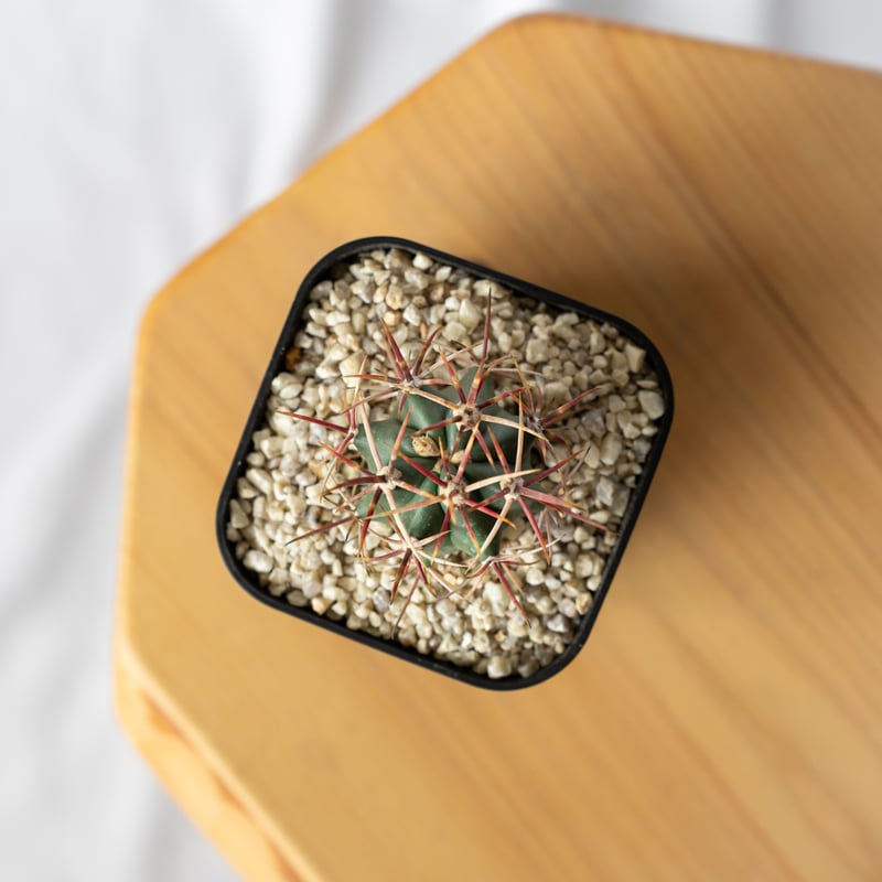フェロカクタス 神仙玉 実生 美株 Ferocactus coloratus サボテン 多肉