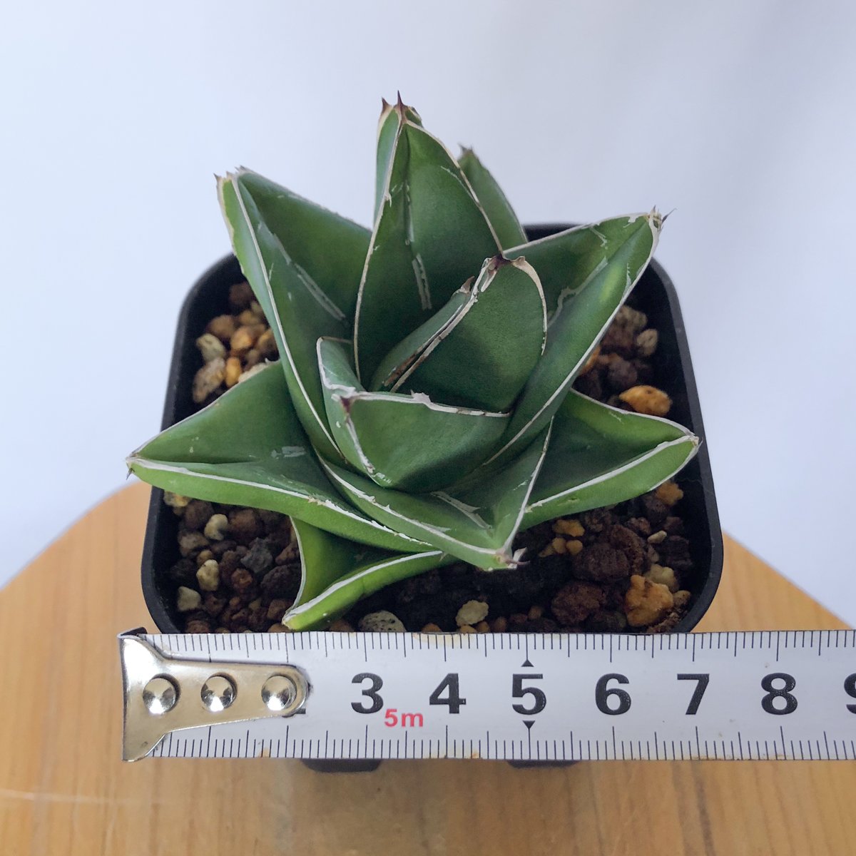 アガベ 笹の雪 桃太郎【発根管理中】 OC株 Agave victoriae-reginae 