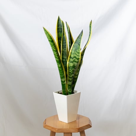 サンスベリア | STORES