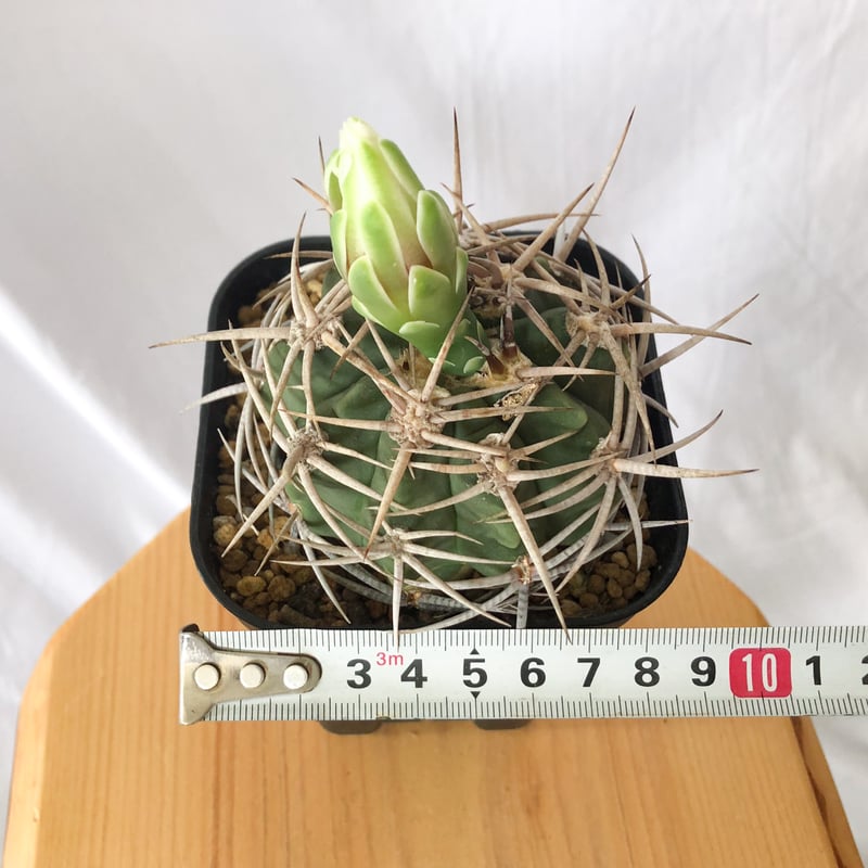 ギムノカリキウム フェロシオール 美株 実生 Gymnocalycium hybopleuru